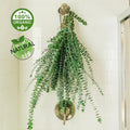 Shower Eucalyptus Bundle