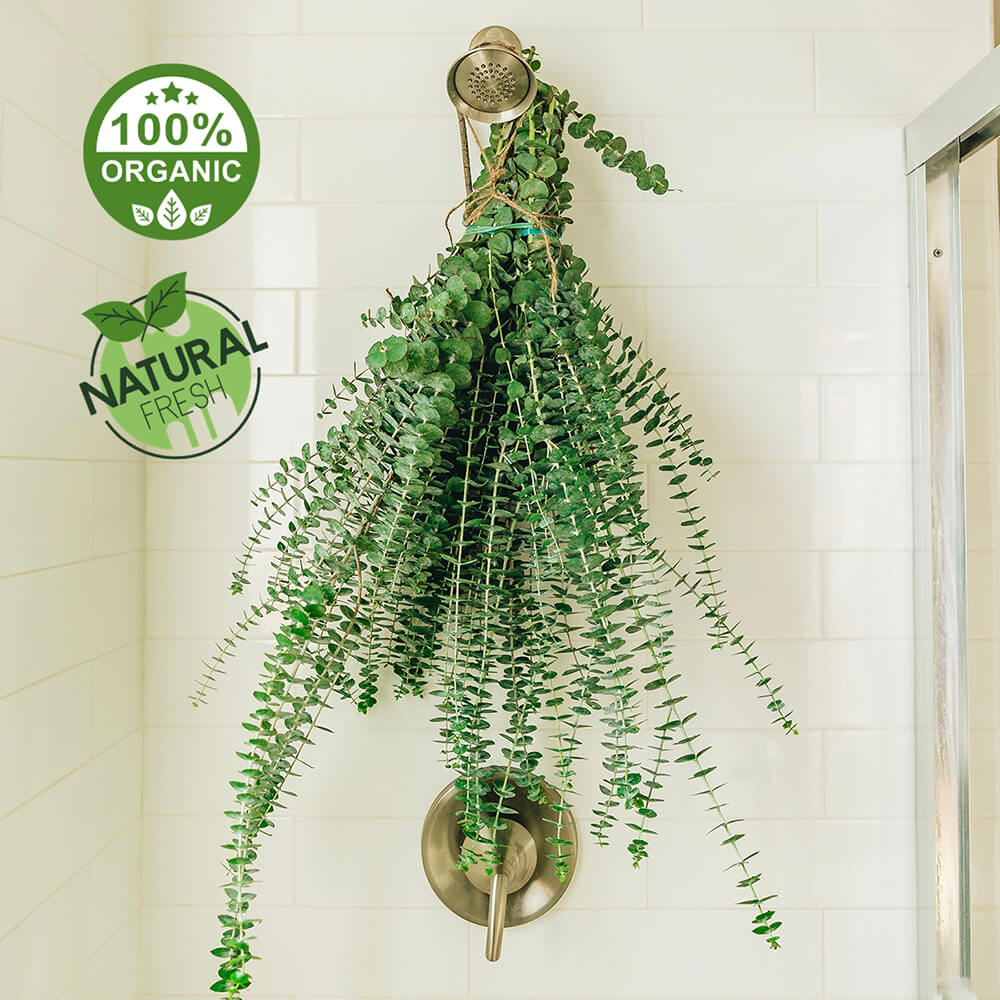Shower Eucalyptus Bundle