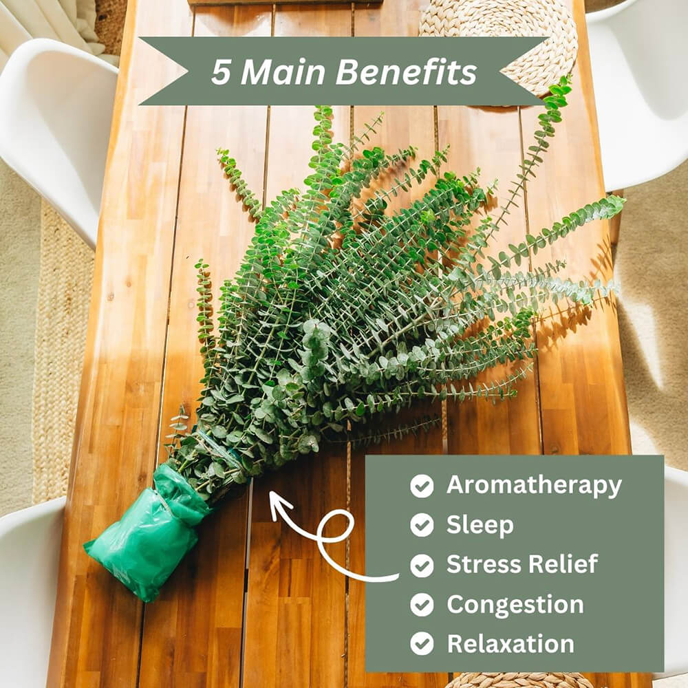 Shower Eucalyptus Bundle