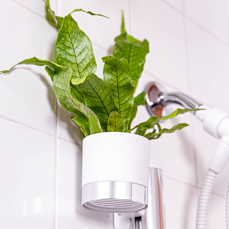 Shower Cups